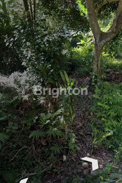 image INVESTASI TANAH 1000M² DI SINGARAJA BALI (4)