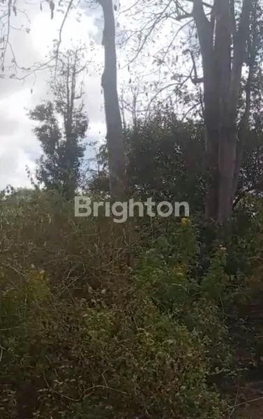 image PER M2 RP 9.5 JUTA TANAH JIMBARAN BALI (2)