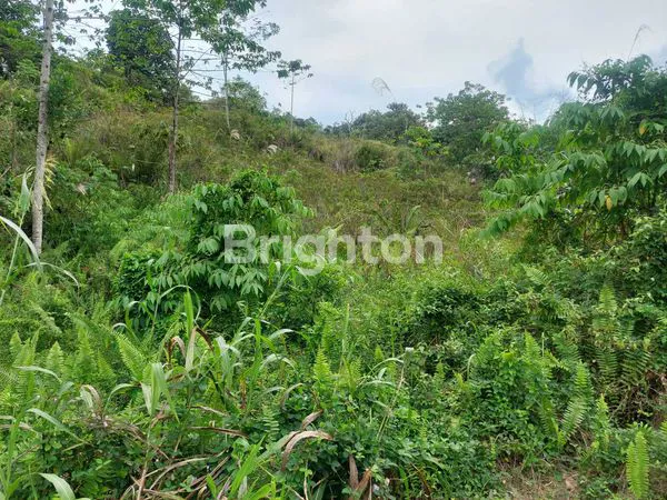 image TANAH LUAS 2 HEKTAR DI SAMARINDA UTARA (3)