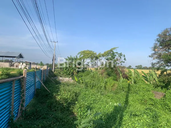 image SEWA TANAH 3 ARE MURAH DI DEKAT PANTAI KEDUNGU - HARGA 7 JUTA/ARE/TAHUN! (3)