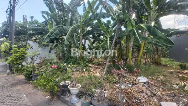 image  TANAH HOKI (NGANTONG), SANGAT BAGUS DIBUAT RUMAH HUNIAN || BULU JAYA, SAMBISARI. (2)