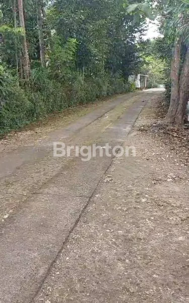 SAWAH PRODUKTIF DI GUNUNG KIDUL YOGYAKARTA