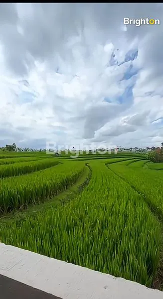 image VILLA MINIMALIS 3 BEDROOM DENGAN NUANSA HIJAU DI CANGGU BALI (8)