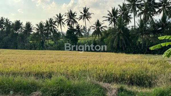 image JUAL TANAH SHM 34 ARE DI JALAN UTAMA KABA-KABA (5)