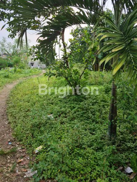 image DIJUAL TANAH KEBUN DI  TAJUR HALANG  (2)