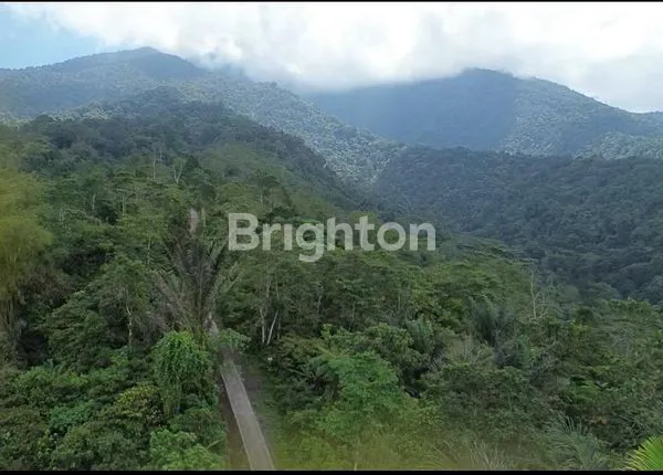 image “ECO & AGRO TOURISM LAND – INVESTASI – TANAH KAVLING KEBUN DURIAN MUSANGKING, BONUS CABIN & PERAWATAN 3,5 TAHUN”\\N PENEBEL TABANAN BALI (1)