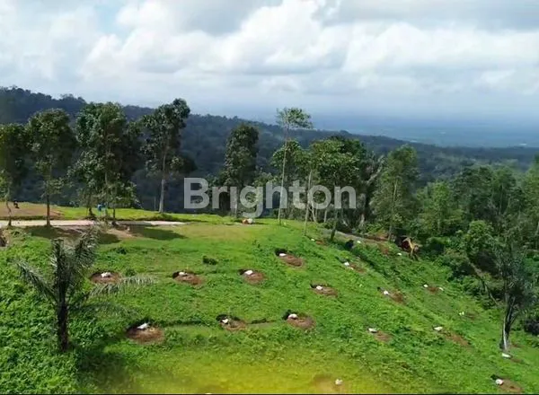 image “ECO & AGRO TOURISM LAND – INVESTASI – TANAH KAVLING KEBUN DURIAN MUSANGKING, BONUS CABIN & PERAWATAN 3,5 TAHUN”\\N PENEBEL TABANAN BALI (4)