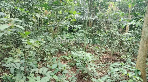 image TANAH SIAP BANGUN CUKANGGALIH (5)