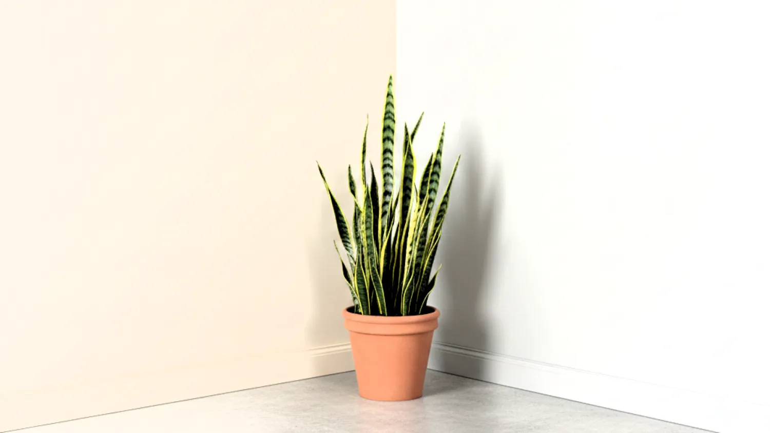 warna cat dinding ruang tamu mewah minimalis 2 pilihan warna netral dan pastel