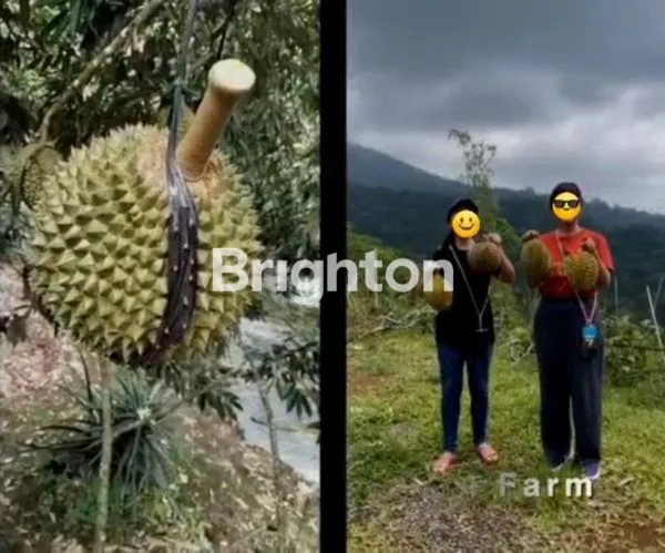 image PREMIUM! TANAH KAVLING DURIAN MUSANGKING 10 ARE – VIEW HILL, OCEAN & FORREST (7)