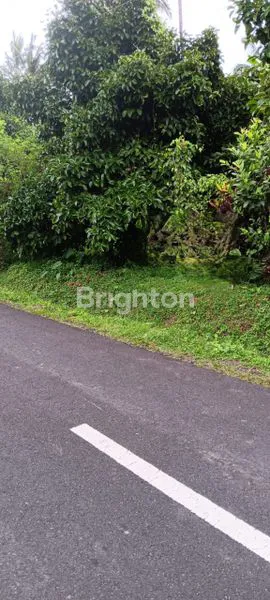 image JUAL TANAH KEBUN MANGGIS DAN DURIAN (2)