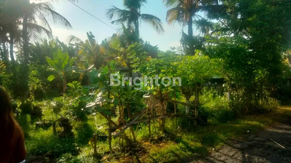 image TANAH JUAL DEKAT PANTAI DI PERANCAK JEMBRANA NEGARA  (2)