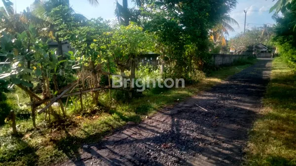 image TANAH JUAL DEKAT PANTAI DI PERANCAK JEMBRANA NEGARA  (3)