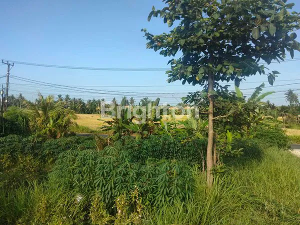 image DISEWAKAN TANAH PINGGIR JALAN, VIEW SAWAH  (3)