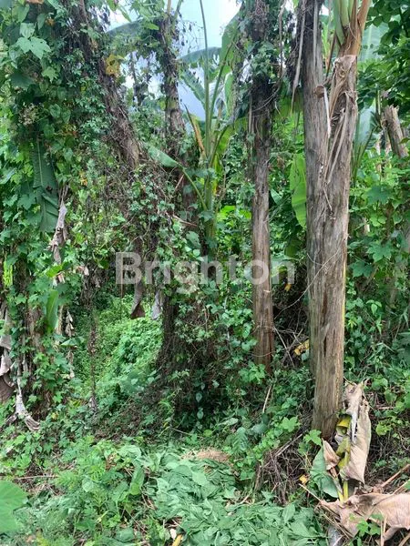 image TANAH HIDDEN COCOK UNTUK VILLA DI SUBAMIA (1)