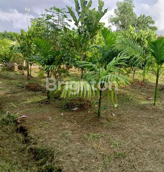 image 2 KIOS HOOK LT 1077M² DI TALANG KELAPA (6)