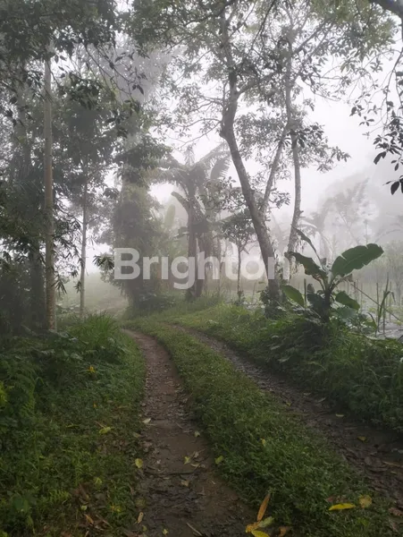 image DIJUAL TANAH 5 HA - BEDUGUL (3)