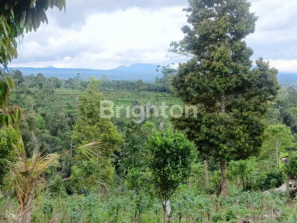 image DIJUAL TANAH 5 HA - BEDUGUL (4)