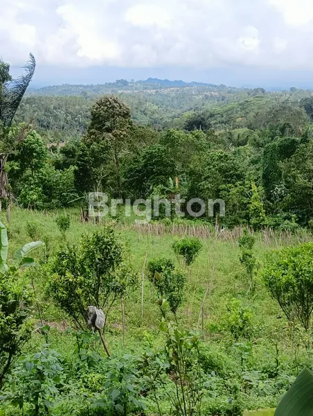 image DIJUAL TANAH 5 HA - BEDUGUL (5)