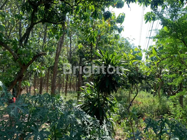 image TANAH STRATEGIS DI JALAN RAYA PANTURA AREA TUBAN  (2)