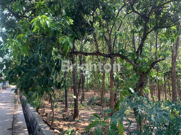 image TANAH STRATEGIS DI JALAN RAYA PANTURA AREA TUBAN  (1)