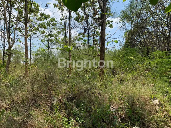 image TANAH COCOK UNTUK USAHA DI JALAN RAYA BULU AREA TUBAN (4)