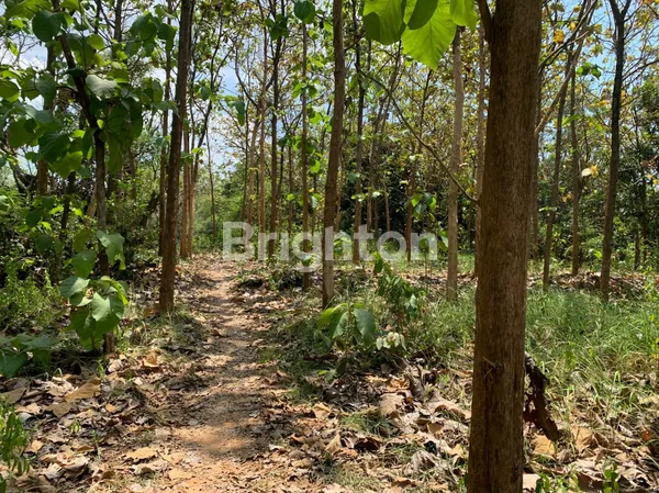 image TANAH COCOK UNTUK USAHA DI JALAN RAYA BULU AREA TUBAN (1)