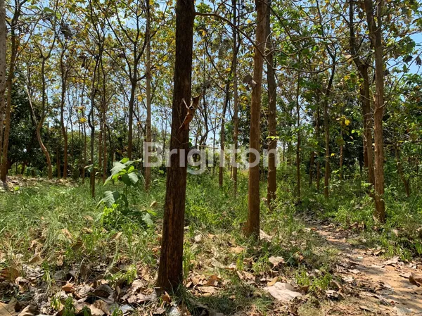 image TANAH COCOK UNTUK USAHA DI JALAN RAYA BULU AREA TUBAN (2)