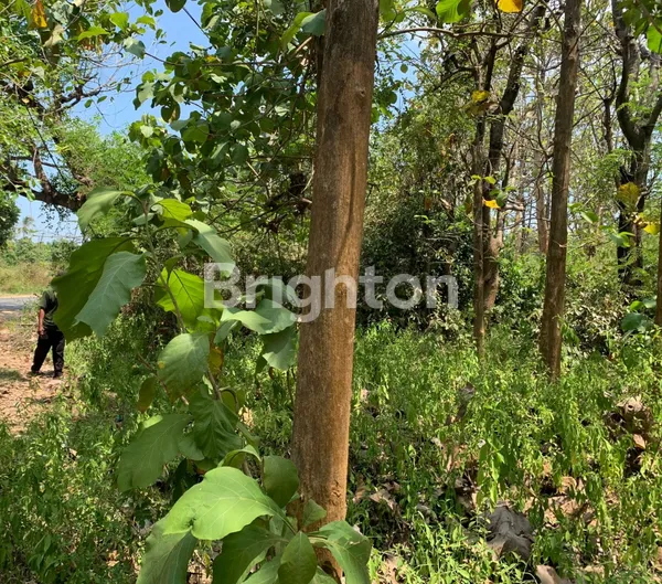 image TANAH COCOK UNTUK USAHA DI JALAN RAYA BULU AREA TUBAN (3)