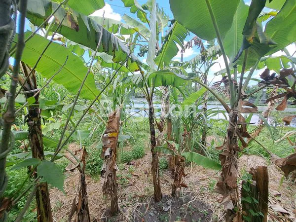 image TANAH LUAS DI DENPASAR UTARA SANGAT COCOK UNTUK GUDANG (2)