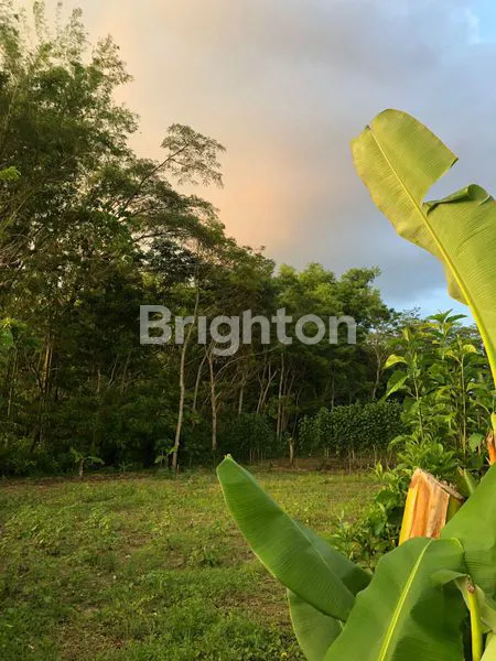 image TANAH MURAH DEKAT WISATA PEMANDIAN KENDEDES, SINGOSARI, MALANG (2)