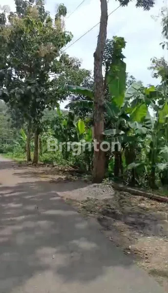 image TANAH SIAP BANGUN KOS DI SIDOREJO SALATIGA (7)