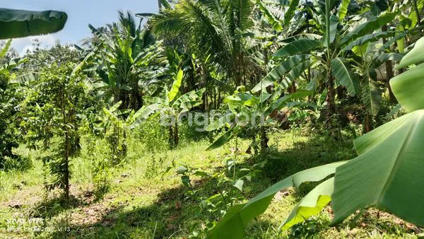 image TANAH PEKARANGAN SIAP BANGUN DI PLUMBON SURUH  (4)