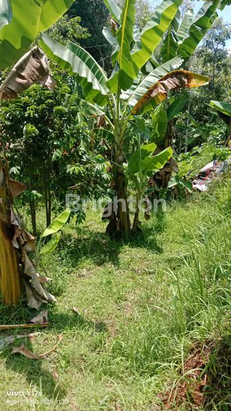 image TANAH PEKARANGAN SIAP BANGUN DI PLUMBON SURUH  (2)