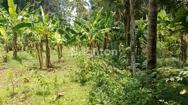 image TANAH DI PLUMBON SURUH SALATIGA (6)