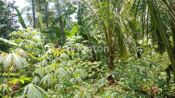 image TANAH DI PLUMBON SURUH SALATIGA (3)