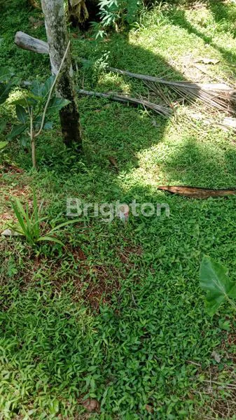 image TANAH DI PLUMBON SURUH SALATIGA (5)