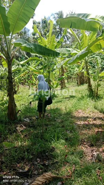 image TANAH DI PLUMBON SURUH SALATIGA (7)