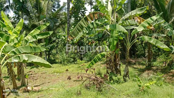 image TANAH SIAP BANGUN DI SURUH SALATIGA (3)