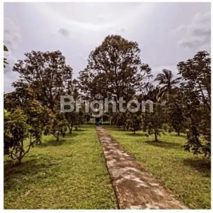 image TANAH PERKEBUNAN KARANGANYAR JATENG (2)