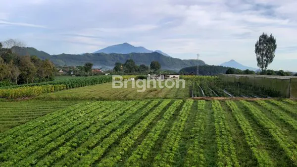 image JUAL TANAH PURWODADI PASURUAN (1)