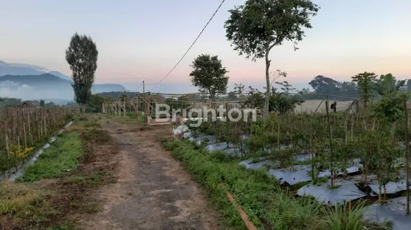 image JUAL TANAH PURWODADI PASURUAN (5)