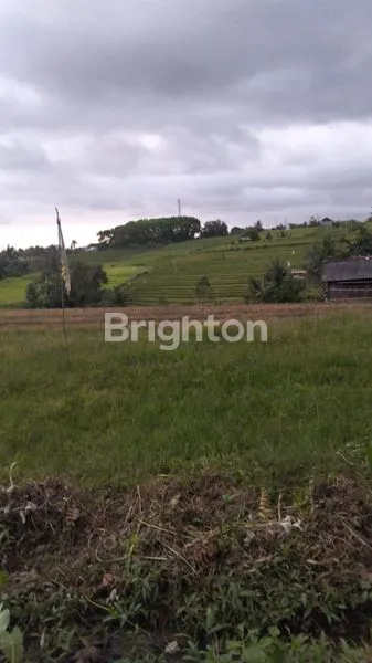 SEWA TANAH 60 ARE DESA BEREMBENG