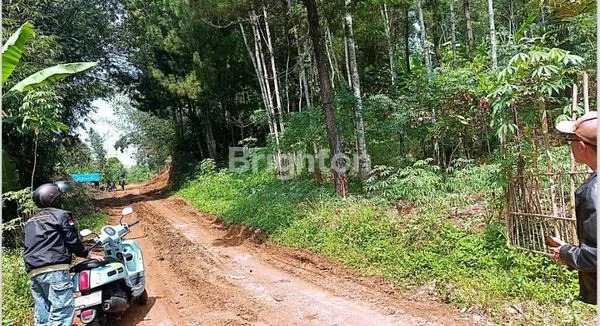 image INVESTASI EMAS HIJAU! TANAH SHM 10 HA DI CIJAMBE SUKABUMI DENGAN AKSES JALAN NASIONAL (7)