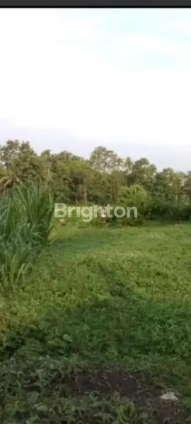 TANAH DISEWAKAN – JL. NGASEM, SELOMARTANI, KALASAN