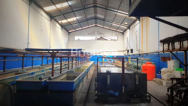 image GUDANG + KANTOR BEBAS BANJIR DI KAPUK KAMAL (3)