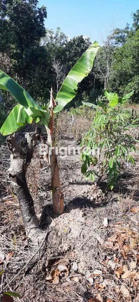 image JUAL CEPAT LAHAN STRATEGIS DEKAT IKN DI TERITIP, BALIKPAPAN – LUAS 15.792 M² (1,5HA) (3)