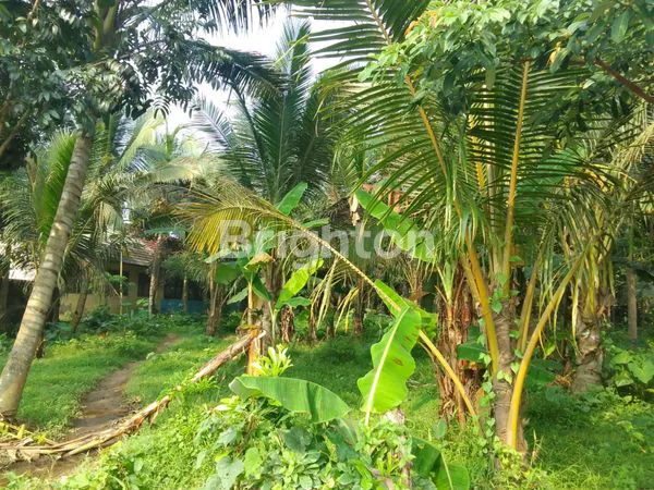 image DI JUAL TANAH PINGGIR JALAN RAYA. SERANG. BANTEN. (3)