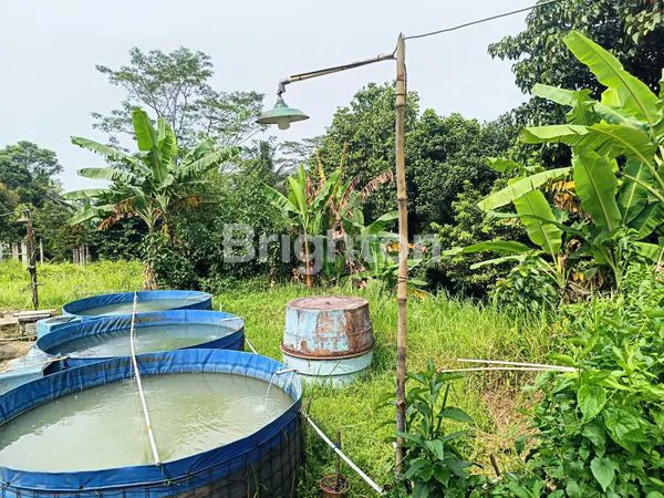 image TANAH COCOK BUAT PETERNAKAN IKAN DAN AYAM (6)