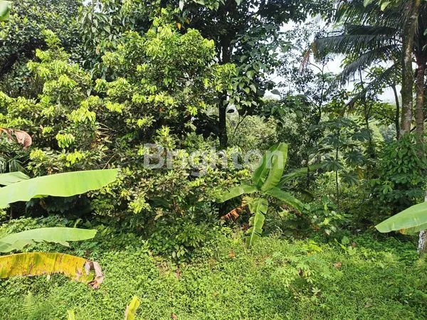 image TANAH COCOK BUAT PETERNAKAN IKAN DAN AYAM (8)